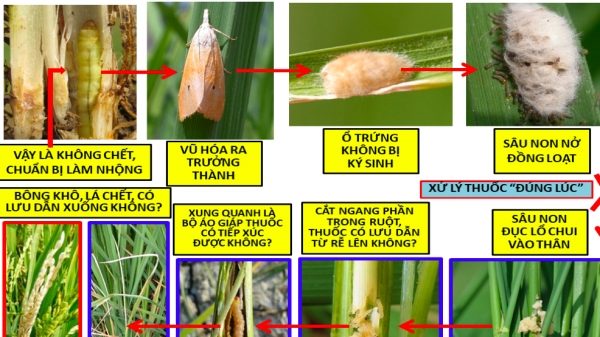 Dự báo dịch hại trên lúa hè thu 2023 ở ĐBSCL