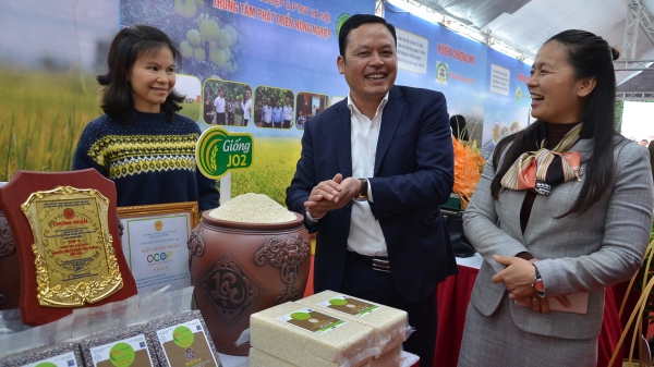 Chuyện hạt gạo xuất khẩu ở HTX Nông nghiệp hữu cơ Đồng Phú