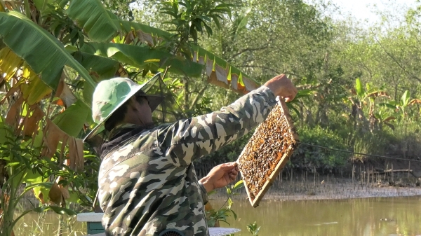 Nuôi ong rừng ngập mặn hiệu quả kinh tế vượt xa nuôi trồng thủy sản