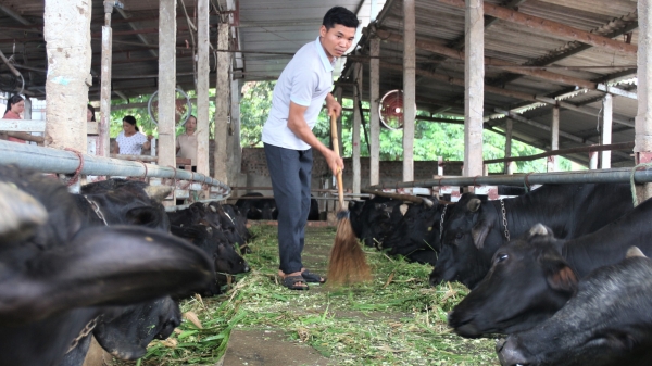 Quy hoạch chăn nuôi của Thái Nguyên sẽ tập trung ở phía bắc tỉnh