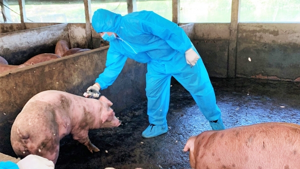 Sử dụng vacxin dịch tả lợn Châu Phi để phòng, chống dịch bệnh tại địa phương