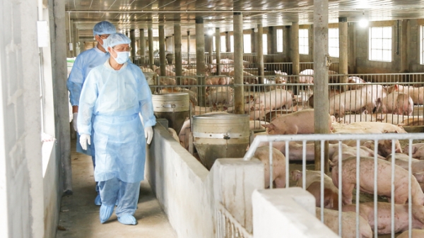 Muốn xuất khẩu thịt phải xây dựng vùng chăn nuôi an toàn dịch bệnh