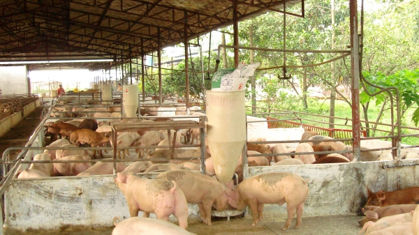 Thủ tướng yêu cầu ngăn chặn, xử lý nghiêm việc nhập lậu lợn vào Việt Nam