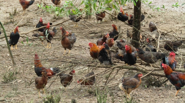 Phát triển nuôi gà thả đồi bị vướng Luật Lâm nghiệp