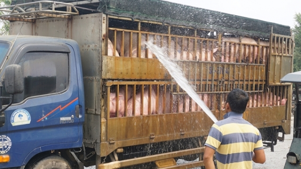Thống kê số liệu ngăn chặn hợp thức nguồn gốc lợn nhập lậu
