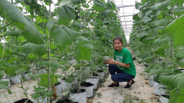 Bắc Ninh đặt mục tiêu cấp 21 mã số vùng trồng cho nông sản chủ lực