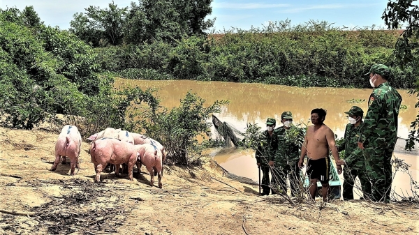 Long An bắt giữ 5 vụ nhập lậu gia súc từ Campuchia