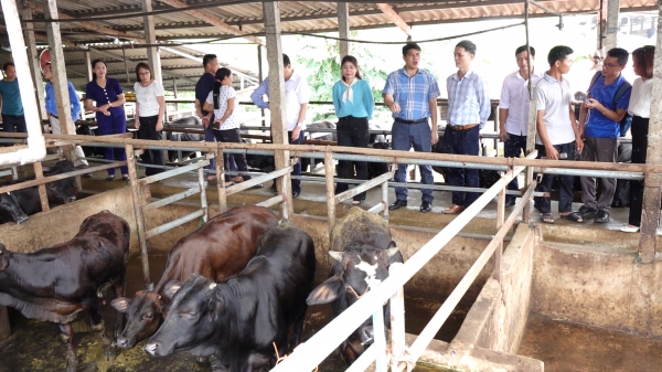 Thái Nguyên nhằm mục tiêu giá trị sản xuất chăn nuôi 7.000 tỷ đồng