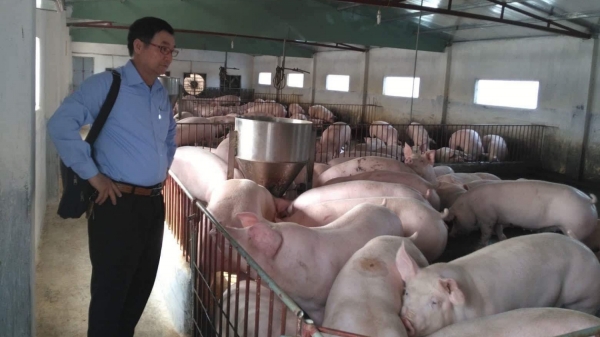 Thái Bình có 3 cơ sở sản xuất giống lợn quy mô 10.000 con/năm