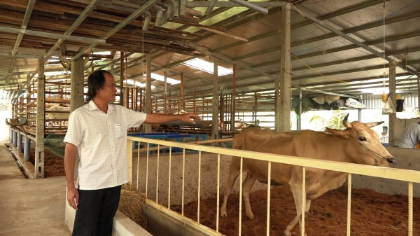 Người dẫn dắt chương trình Sind hóa đàn bò ở Trà Vinh