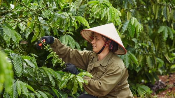 Nestlé đứng Top 1 về phát triển bền vững lĩnh vực sản xuất cà phê