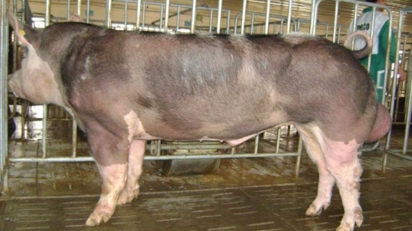 Bắc Ninh hỗ trợ 100% kinh phí liều tinh cho hộ chăn nuôi lợn