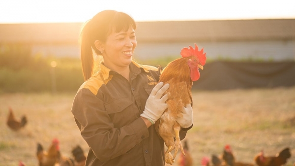 Sản phẩm Vàng chăn nuôi Việt Nam 2023: Kinh tế, môi trường, trách nhiệm xã hội