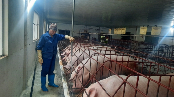 Chăn nuôi khép kín, lợn khỏe mạnh sinh trưởng tốt