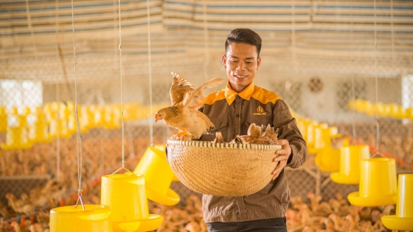 Năng suất tương đương nhưng giá thành chăn nuôi Việt Nam vẫn cao hơn thế giới
