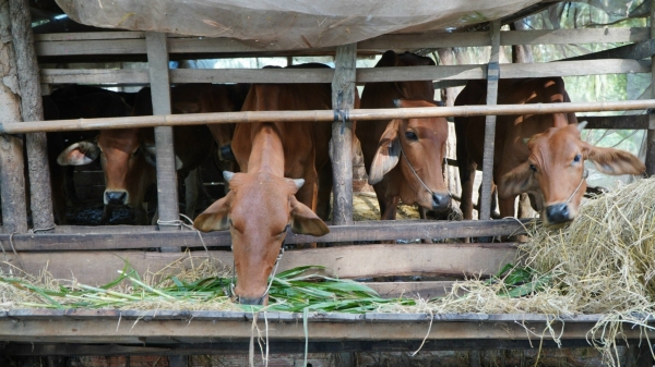 Phòng, chống lở mồm long móng trên gia súc tại 3 huyện biên giới