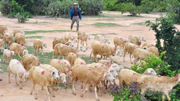 Chăn nuôi dê, cừu Ninh Thuận trước thách thức mới [Bài 1]: Đồng cỏ thu hẹp, đầu ra bấp bênh