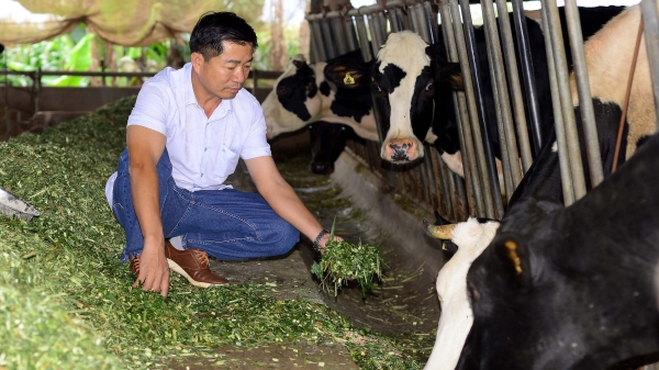 Nuôi bò sữa kết hợp sản xuất phân trùn quế, nông dân kiếm bộn tiền