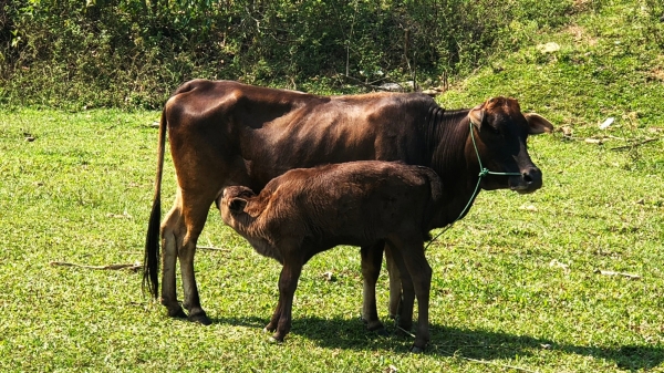 Thụ tinh nhân tạo thành công bò Wagyu và bò vàng A Lưới