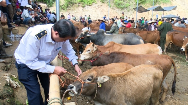 Nâng cấp hoạt động kiểm dịch tại chợ trâu, bò lớn nhất miền Bắc