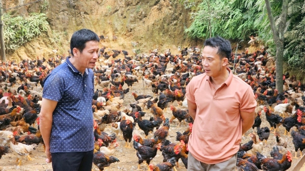 Chăn nuôi an toàn sinh học ở Vĩnh Phúc [Bài 1]: Xã có hơn 1 triệu con gà