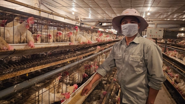 Chăn nuôi an toàn sinh học ở Vĩnh Phúc [Bài 2]: Xã có trăm hộ giàu từ nuôi gà đẻ trứng