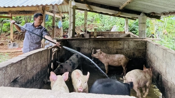 Cao Bằng tiêu hủy 1.700 con lợn nhiễm dịch tả lợn Châu Phi