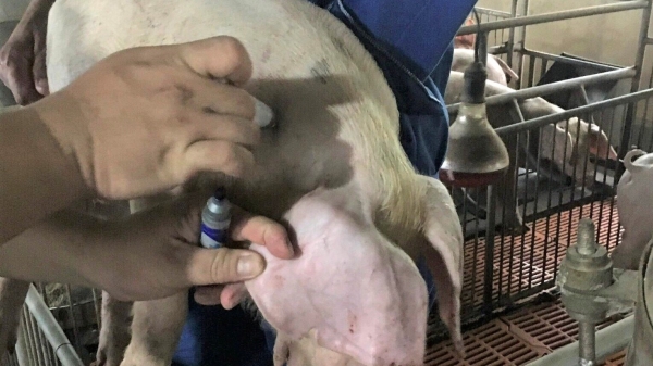 Phòng dịch tả lợn Châu Phi, tiêm vacxin ít tốn kém lại hiệu quả