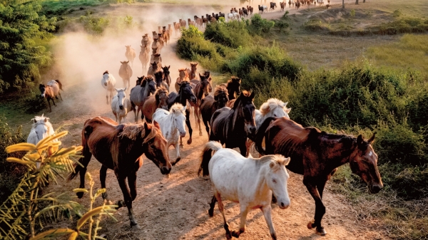 Trên đồi Bá Vân [Bài 2]: Tiếng vó ngựa nơi núi rừng Việt Bắc