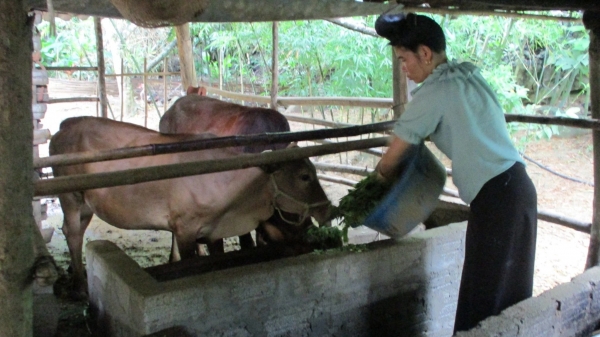 Sáng kiến SAPLING hỗ trợ nông hộ chăn nuôi trâu, bò ở Sơn La