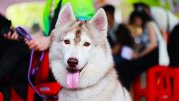 600 safely vaccinated pets join together in beauty competition
