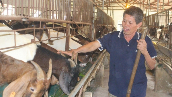 Nuôi 400 con dê, lão nông ở Ninh Bình kê cao gối ngủ