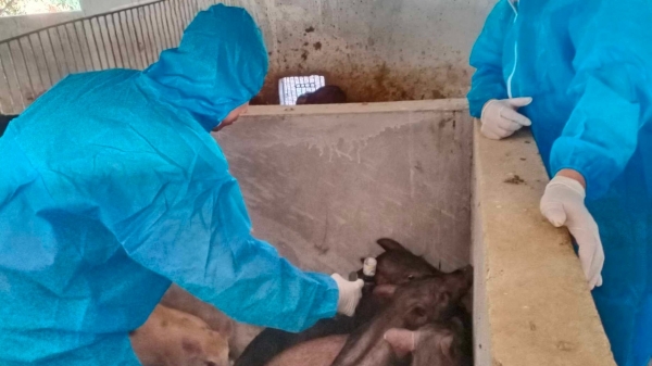 Bắc Kạn tiêm thí điểm vacxin phòng bệnh tả lợn Châu Phi