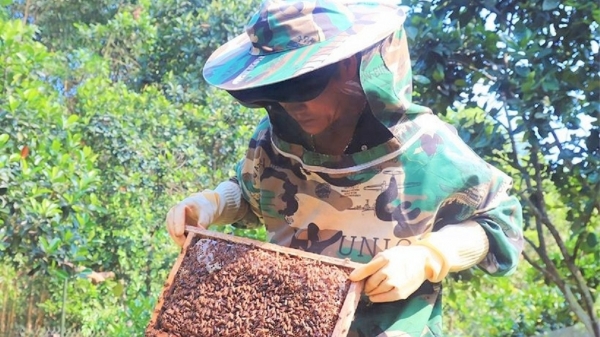 Một huyện thu 13 tỷ đồng mỗi năm từ nuôi ong lấy mật