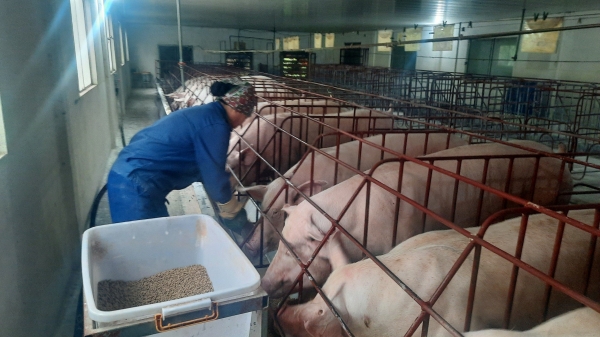 Chăn nuôi lợn trên địa bàn tỉnh Quảng Ninh giảm trên 5.000 hộ