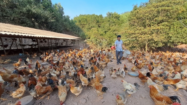 Giải bài toán khó cho ngành chăn nuôi Quảng Ninh