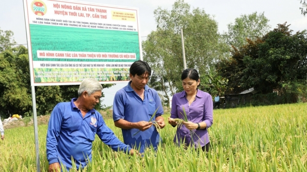 Emuniv đồng hành sự phát triển của cây lúa Việt Nam