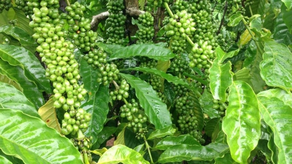 Chăm sóc cây cà phê trong mùa khô ở Tây Nguyên: Bón phân thế nào cho hiệu quả?