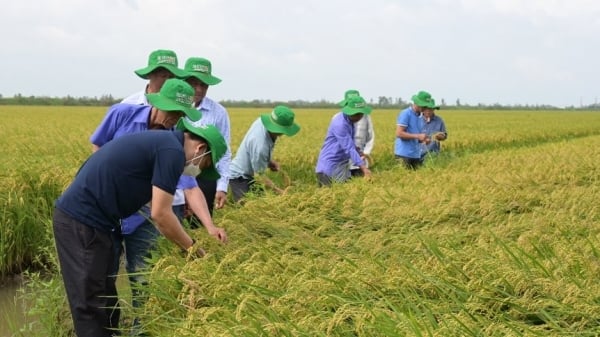 Vinarice cùng TRVC xây dựng chuỗi giá trị lúa gạo bền vững, phát thải thấp