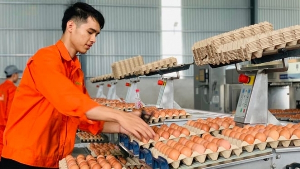 Tafaviet - Biểu tượng chất lượng trong ngành sản xuất trứng gà sạch toàn cầu