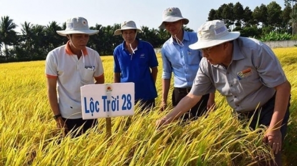 Giá lúa giảm nhưng nông dân liên kết với Lộc Trời vẫn 'trúng mùa, được giá'