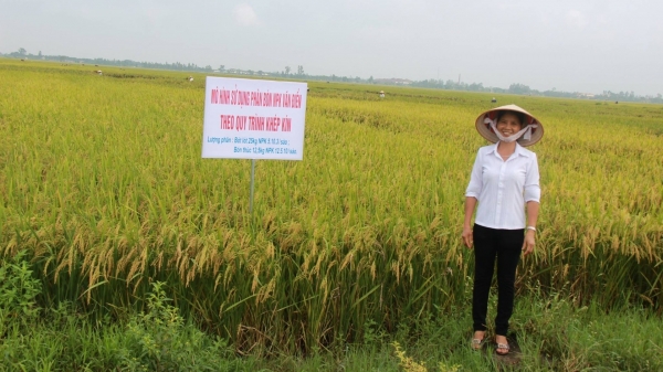 Phân bón Văn Điển, chìa khóa thâm canh hiệu quả lúa xuân 2024 ở phía Bắc