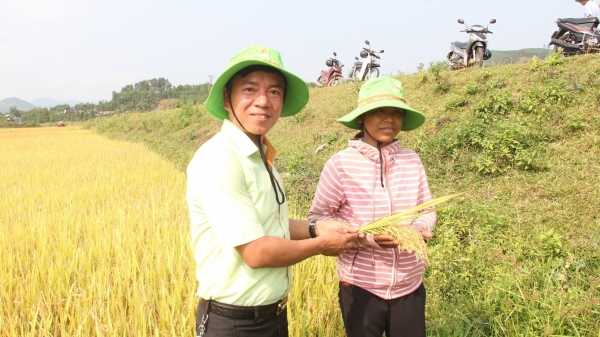 Lúa TBR97 lập kỷ lục năng suất ở Quảng Ngãi