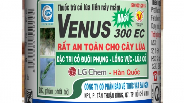 Sử dụng thuốc trừ cỏ Venus 300EC cho ruộng lúa vụ hè thu 2024