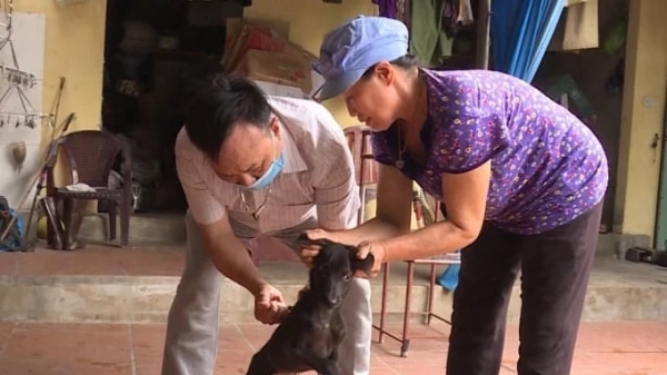 Lạng Sơn: Tỷ lệ tiêm vacxin phòng bệnh dại cho chó, mèo chưa tới 1%