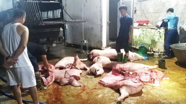 Vận chuyển lợn mắc dịch tả lợn Châu Phi bị xử phạt 7 triệu đồng