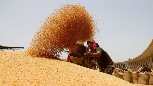 Ấn Độ sẽ gia hạn chương trình ngũ cốc miễn phí thêm 5 năm