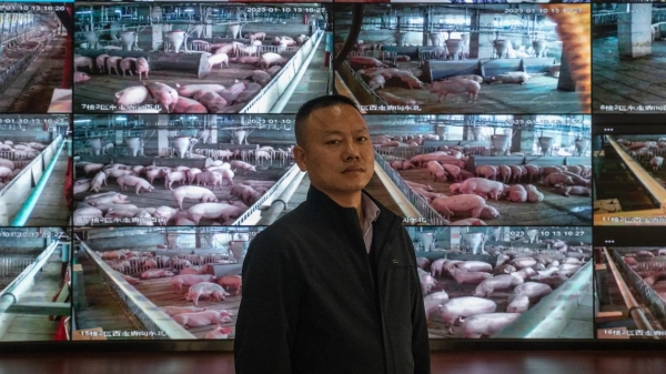 Ngành chăn nuôi lợn Trung Quốc lao đao vì thua lỗ và gồng gánh nợ