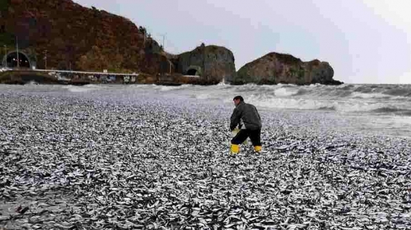 Hơn 1.000 tấn cá chết dạt vào bờ biển Nhật Bản