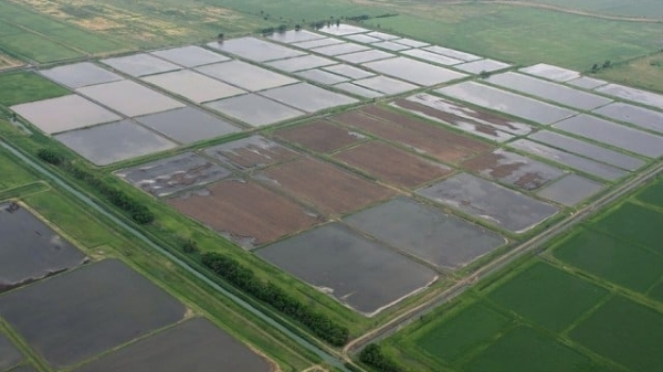 Nga gia hạn lệnh cấm xuất khẩu gạo thêm 6 tháng